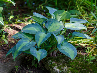 Blue hosta Touch of class in shady garden