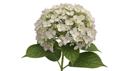 Isolated Hydrangea Flower