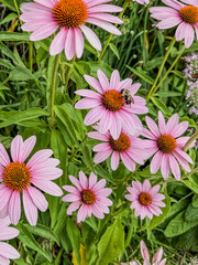 Fototapeta premium Purple Coneflower with a foraging bumblebee