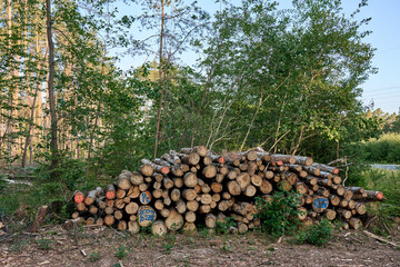 Stack of felled logs marked with colorful codes, lying at the edge of a forest clearing. Early...