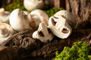 White champignons on a snag in a moss forest.