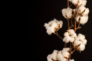 a flower of cotton on a black background, a branch of a cotton plant with a large number of white...