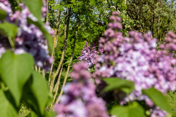 a spring park with lilac flowers in the spring of the year in sunny weather close up, flowers for...