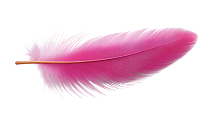 pink feather isolated on transparent background cutout