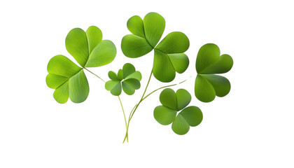 four leaf clover isolated on transparent background cutout