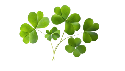 four leaf clover isolated on transparent background cutout