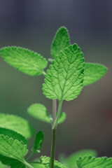 fresh mint leaves