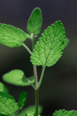 mint leaves on a branch