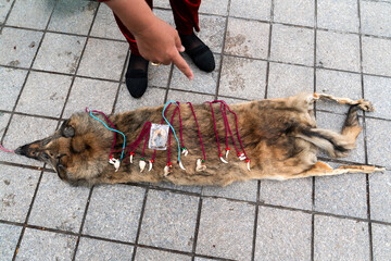 Necklaces made from wolf teeth and bones are displayed and sold on wolf skins, and the seller's hand, Samarkand, Uzbekistan