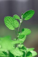 green leaves of a plant