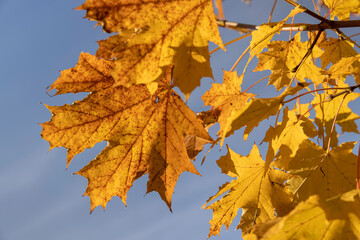 yellow maple foliage against the blue sky, autumn maple foliage changing color in Indian summer in sunny weather