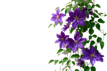 Purple Clematis flowers on a black background