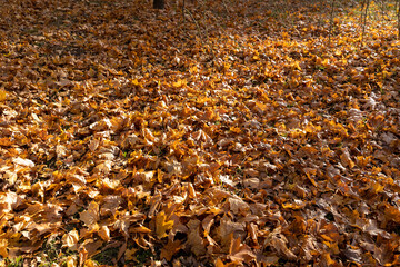 sunlight illuminates maple leaves lying on the ground in autumn, a large number of fallen maple leaves are orange and yellow, closeup