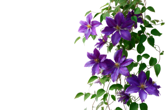 Purple Clematis flowers on a black background