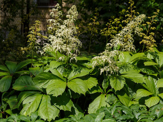 Rodgersia aesculofolia blooms in garden