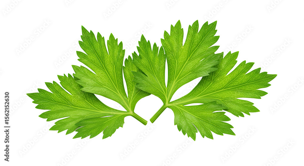 Poster fresh green parsley leaves arranged against a dark background creating texture