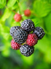 Close-up of growing ripe and unripe Black raspberries (Rubus occidentalis L.) on stem in garden. Detail of fresh fruit with green leaves. Organic farming, healthy food, BIO viands, back to nature.