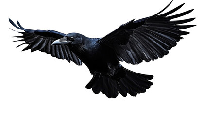 Naklejka premium crow in flight isolated on transparent background cutout