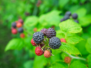 Close-up of growing ripe and unripe Black raspberries (Rubus occidentalis L.) on stem in garden. Detail of fresh fruit with green leaves. Organic farming, healthy food, BIO viands, back to nature.