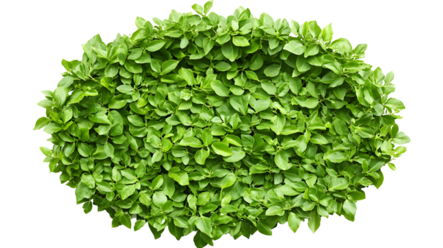 Lush green leaves forming a natural round frame, cut out isolated on white backgrond - Powered by Adobe