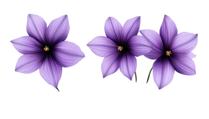 purple flowers isolated on transparent background cutout