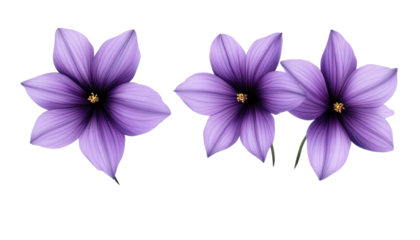 purple flowers isolated on transparent background cutout