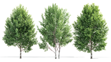  Set of Alnus Rubra Trees - Group of red alder trees with lush green foliage on transparent background