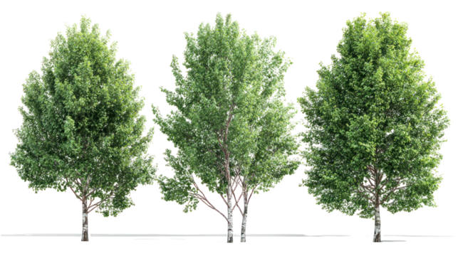  Set of Alnus Rubra Trees - Group of red alder trees with lush green foliage on transparent background
