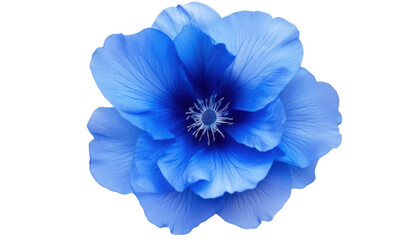 blue flower isolated on transparent background cutout