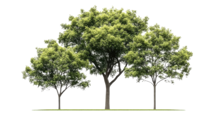 green tree isolated on transparent background cutout