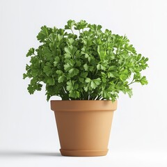 Fototapeta premium A vibrant green parsley plant flourishing in a simple terracotta pot on white
