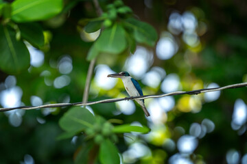 The collared kingfisher is perched in the Vietnamese jungle. A mangrove kingfisher holding its prey in its beak. A kingfisher with a blue back and a white belly.