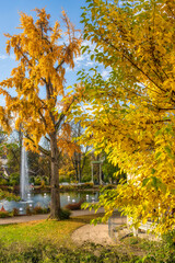 Park view with colorful trees in autumn