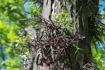 Close-up of a thorny tree trunk with fresh green leaves in sunlight. The honey locust, Gleditsia triacanthos, the thorny locust