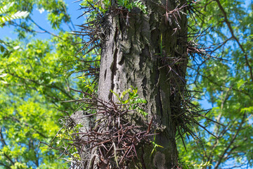 Close-up of a thorny tree trunk with fresh green leaves in sunlight. The honey locust, Gleditsia triacanthos, the thorny locust