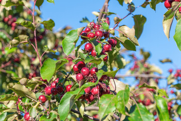 Red apples on tree branch with green leaves against clear blue sky. Malus hupehensis, Chinese crab...