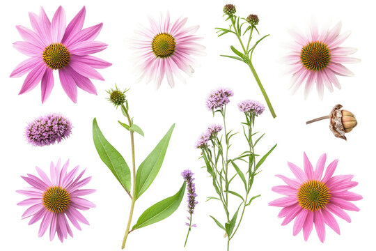  Set of Echinacea Purpurea - Eastern purple coneflower plants on transparent background - Powered by Adobe
