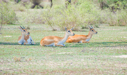 Female Chinkara or Indian Gazelle, Antelope, calmly sitting on the golden grassland of Tal Chhapar...