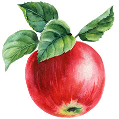 Red apple with green leaves watercolor illustration fruit clipart for kitchen wall art harvest invitations food design print decor