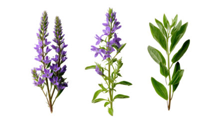  Set of Veronica Teucrium and Veronica Gentianoides - Frontal view of flowering Veronica plants on transparent background