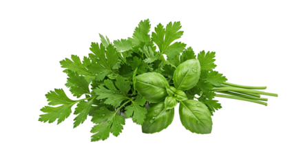 Fresh parsley and basil bunch with vibrant green leaves on black background