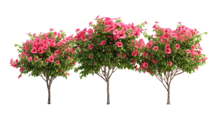  Set of Hibiscus Rosa-Sinensis - Chinese hibiscus flowering shrubs with vibrant blooms on transparent background