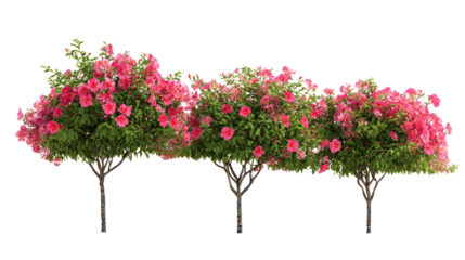  Set of Hibiscus Rosa-Sinensis - Chinese hibiscus flowering shrubs with vibrant blooms on transparent background