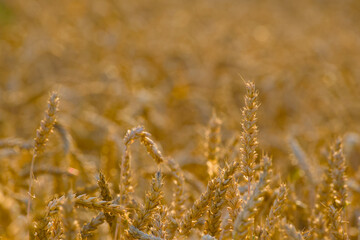 ripe wheat glows warmly in the golden light of summer, backlit by the setting sun in an...