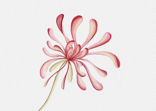 Watercolor Spider Lily Flower Isolated on White Background