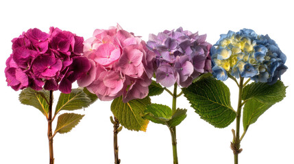  Set of Hydrangea Macrophylla Mix - Frontal view of blooming Hydrangea macrophylla shrubs on transparent background