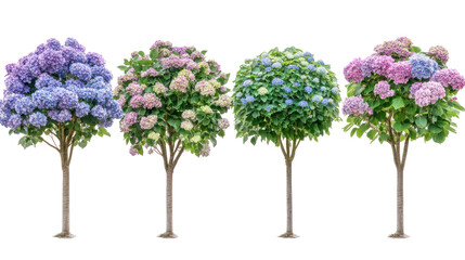 Obraz premium Set of Hydrangea Macrophylla Mix - Frontal view of blooming Hydrangea macrophylla shrubs on transparent background