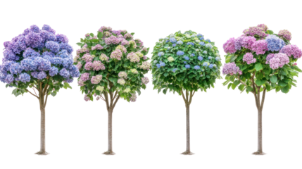  Set of Hydrangea Macrophylla Mix - Frontal view of blooming Hydrangea macrophylla shrubs on transparent background