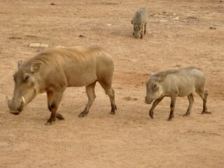 Fototapeta premium warthog in the wild