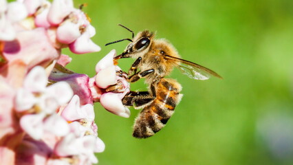 bee on a flower